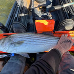 Atlantic Predator Supreme