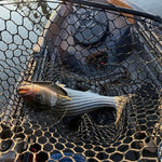 Atlantic Predator Supreme
