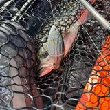 Atlantic Predator Supreme