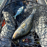 Atlantic Predator Supreme