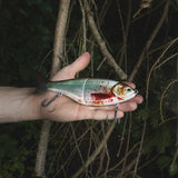 Blood Shiner