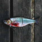 Blood Shiner