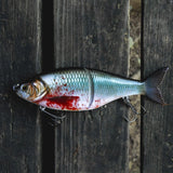 Blood Shiner